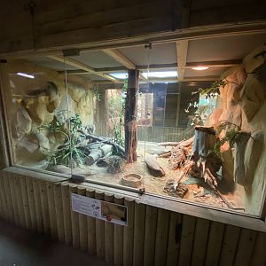 Reptile House - Yellow-spotted monitor exhibit 030924