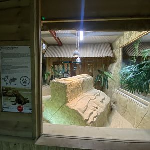 Reptile House - Hispaniolan rhinoceros iguana exhibit 030924