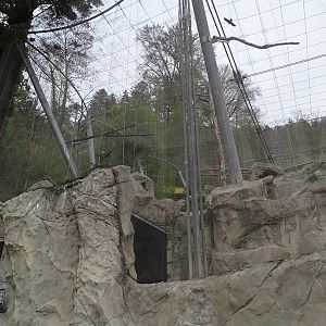 Griffon vulture aviary