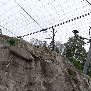Griffon vulture aviary
