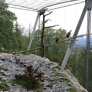 Griffon vulture aviary