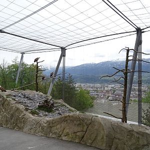 Griffon vulture aviary