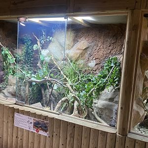 Reptile House - Black rat snake exhibit 030924