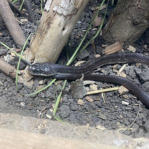 Reptile House - Black rat snake 030924