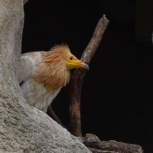 Western Egyptian vulture (Neophron percnopterus percnopterus)