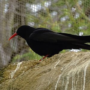 Red-billed chough (Pyrrhocorax pyrrhocorax)
