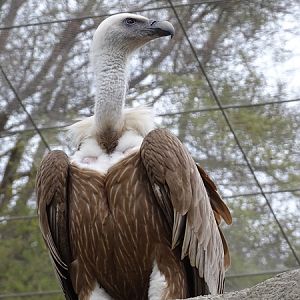 Eurasian griffon vulture (Gyps fulvus fulvus)