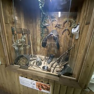 Reptile House - Corn snake exhibit 030924