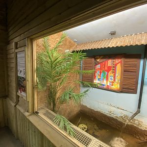 Reptile House - Argentine black/white tegu exhibit  030924