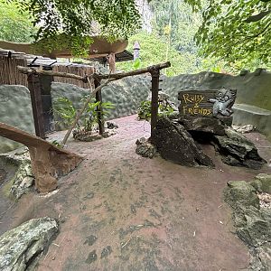 Raccoon Exhibit - Lost World of Tambun