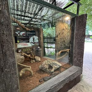 Monocled Cobra Exhibit - Lost World of Tambun