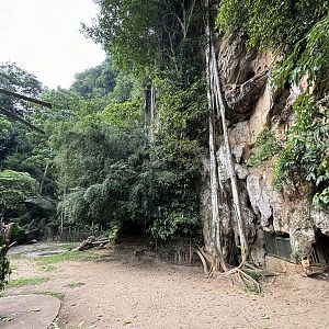 Malayan Tapir Exhibit - Lost World of Tambun