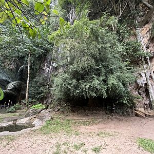 Malayan Tapir Exhibit - Lost World of Tambun