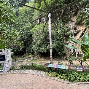 Malayan Tapir Exhibit - Lost World of Tambun
