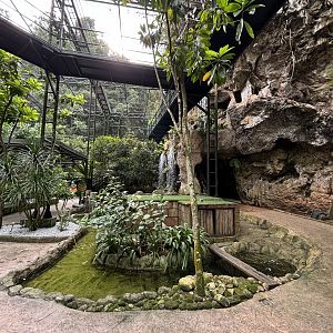 Bird Paradise Aviary - Lost World of Tambun
