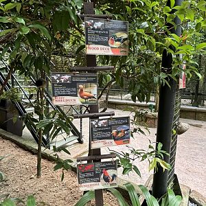 Bird Paradise Aviary - Lost World of Tambun