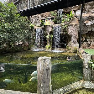Pig-nosed Turtle Exhibit - Lost World of Tambun