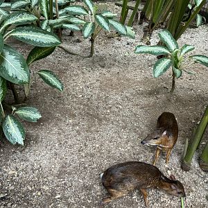 Javan Chevrotains - Lost World of Tambun