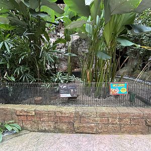 Javan Chevrotain Exhibit - Lost World of Tambun