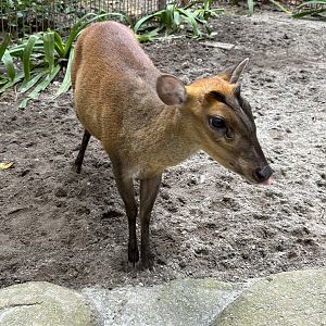 Barking Deer - Lost World of Tambun