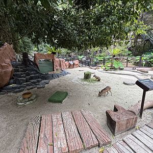 Capybara + Mara Exhibit - Lost World of Tambun