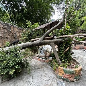 Binturong Exhibit - Lost World of Tambun