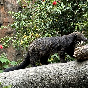 Binturong - Lost World of Tambun