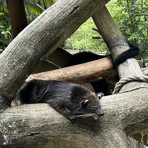 Binturong - Lost World of Tambun