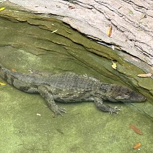 Spectacled Caiman - Lost World of Tambun
