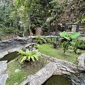 Spectacled Caiman Exhibit - Lost World of Tambun
