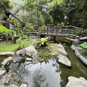 Spectacled Caiman Exhibit - Lost World of Tambun