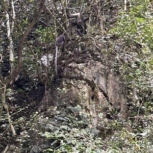 Two Wild Dusky Langurs - Lost World of Tambun