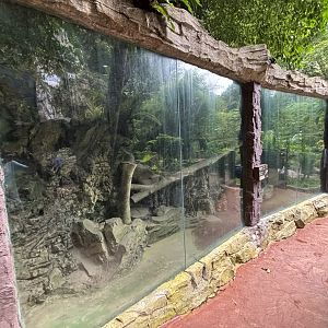Common Palm Civet Exhibit - Lost World of Tambun