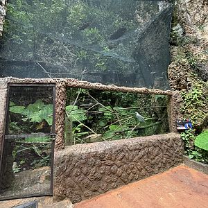 White-bellied Sea Eagle Aviary - Lost World of Tambun