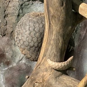 Pangolin - Lost World of Tambun