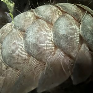 Pangolin (up close!) - Lost World of Tambun