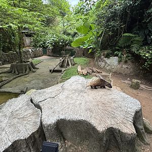 Malayan Porcupine Exhibit - Lost World of Tambun