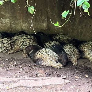Malayan Porcupines - Lost World of Tambun