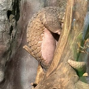 Pangolin - Lost World of Tambun