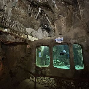 Fish Tank in Cave Area - Lost World of Tambun