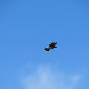 Brahminy kite (Haliastur indus)