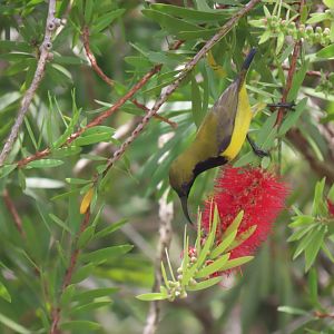 Ornate sunbird (Cinnyris ornatus)