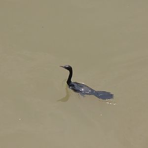 Little Cormorant (Microcarbo niger)