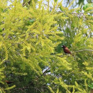 Black-headed munia (Lonchura atricapilla)