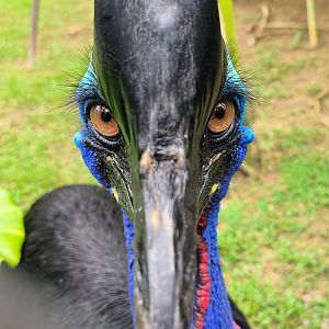 Southern Cassowary