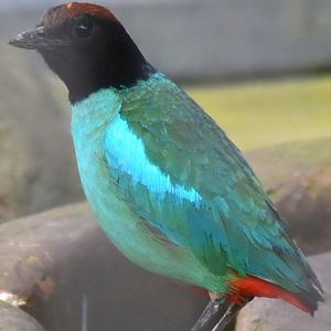 Western Hooded Pitta (Pitta sordida cucullata)
