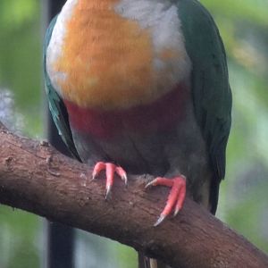 Yellow-breasted Fruit Dove (Ptilinopus occipitalis)