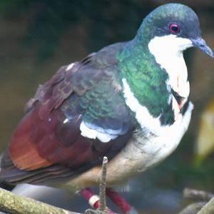 Negros Bleeding-heart (Gallicolumba keayi)