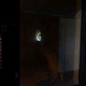 Lynx indoor enclosure