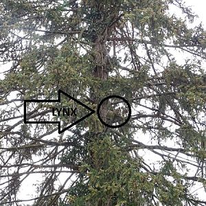 Lynx in a tree!